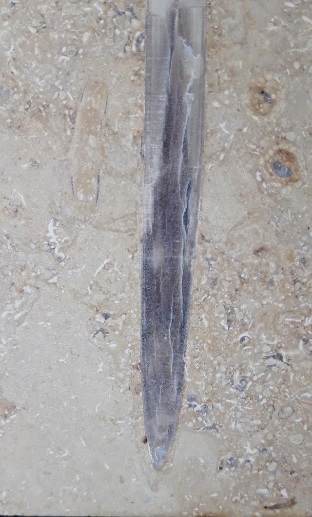 Hibolithes sp. (MONTFORT 1808) - Bild &copy; FossNet FossilienStore